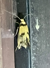 Olbonoma triptycha