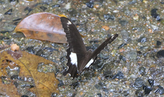 Papilio fuscus
