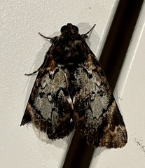 Catephia