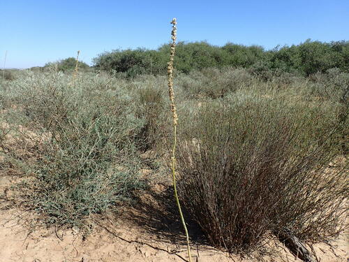 Drimia capensis