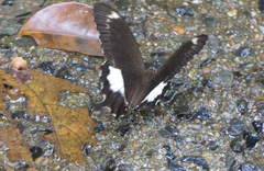 Papilio fuscus