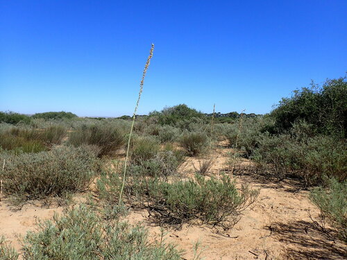 Drimia capensis