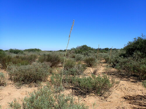 Drimia capensis