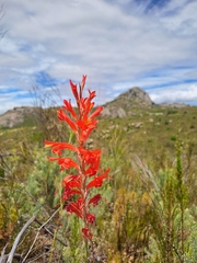 Tritoniopsis triticea