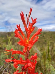 Tritoniopsis triticea