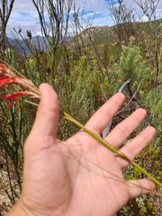 Tritoniopsis triticea