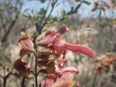 Salvia lanceolata