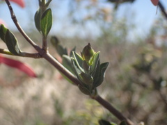 Salvia lanceolata