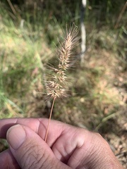Echinopogon caespitosus