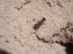 Ocymyrmex