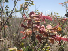 Salvia lanceolata