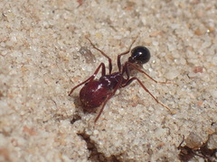 Ocymyrmex