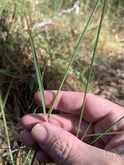 Echinopogon caespitosus