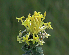 Lasiosiphon anthylloides