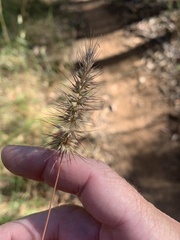 Echinopogon caespitosus