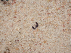 Tetramorium sericeiventre