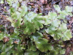 Conocephalum conicum