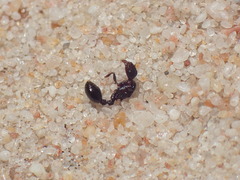 Tetramorium sericeiventre