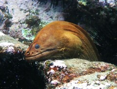 Gymnothorax prasinus