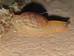 Helicarionidae
