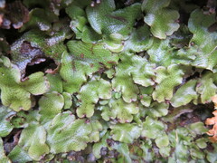 Conocephalum conicum