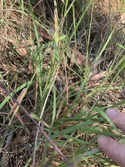 Echinopogon caespitosus