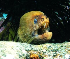 Gymnothorax prasinus