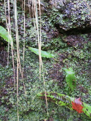 Conocephalum conicum