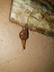Helicarionidae