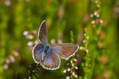 Plebejus idas