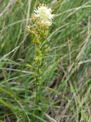 Toxicoscordion venenosum