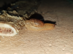 Helicarionidae
