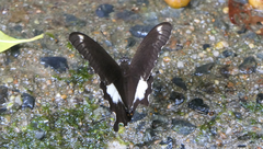 Papilio fuscus