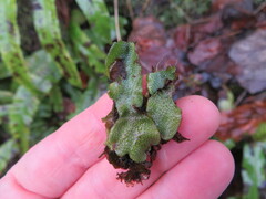 Conocephalum conicum