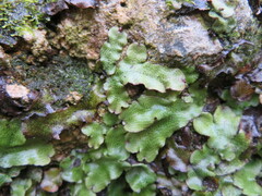 Conocephalum conicum