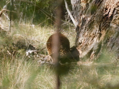Tachyglossus aculeatus setosus