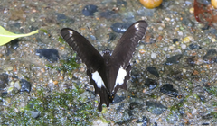 Papilio fuscus