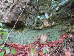 Conocephalum conicum