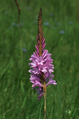 Watsonia densiflora