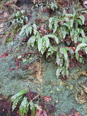 Conocephalum conicum