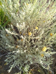 Helichrysum splendidum