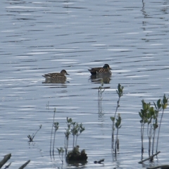 Sibirionetta formosa