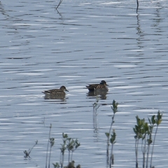 Sibirionetta formosa