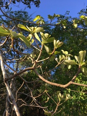 Terminalia porphyrocarpa