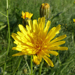 Crepis biennis