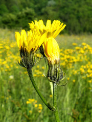Crepis biennis
