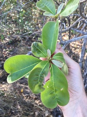 Terminalia porphyrocarpa