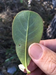 Terminalia porphyrocarpa