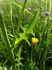 Crepis biennis