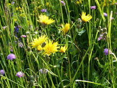 Crepis biennis